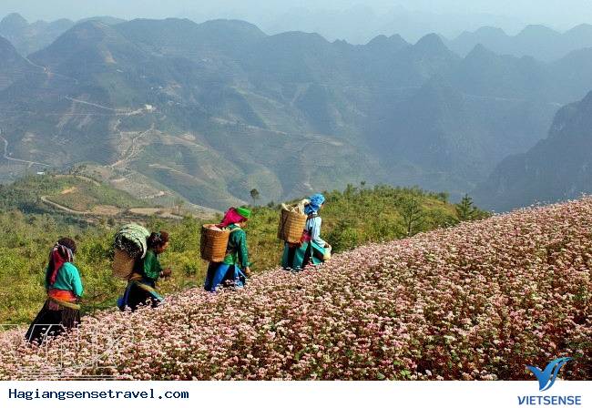 Du Lịch Hà Giang 6 Tháng Đầu Năm - Ảnh 2 Du Lịch Hà Giang 6 Tháng Đầu Năm - Ảnh 2