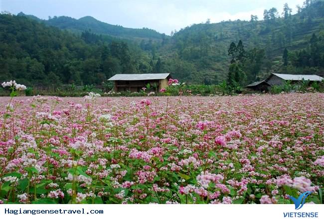 Lễ Hội Hoa Tam Giác Mạch Hà Giang 2015 - Ảnh 2 Lễ Hội Hoa Tam Giác Mạch Hà Giang 2015 vietsensetravel