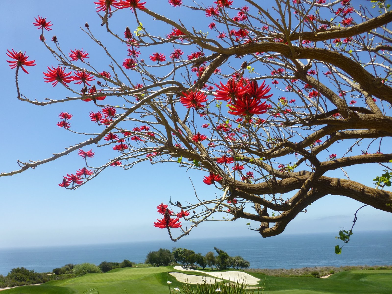 Hà Giang tháng 4 có hoa trẩu