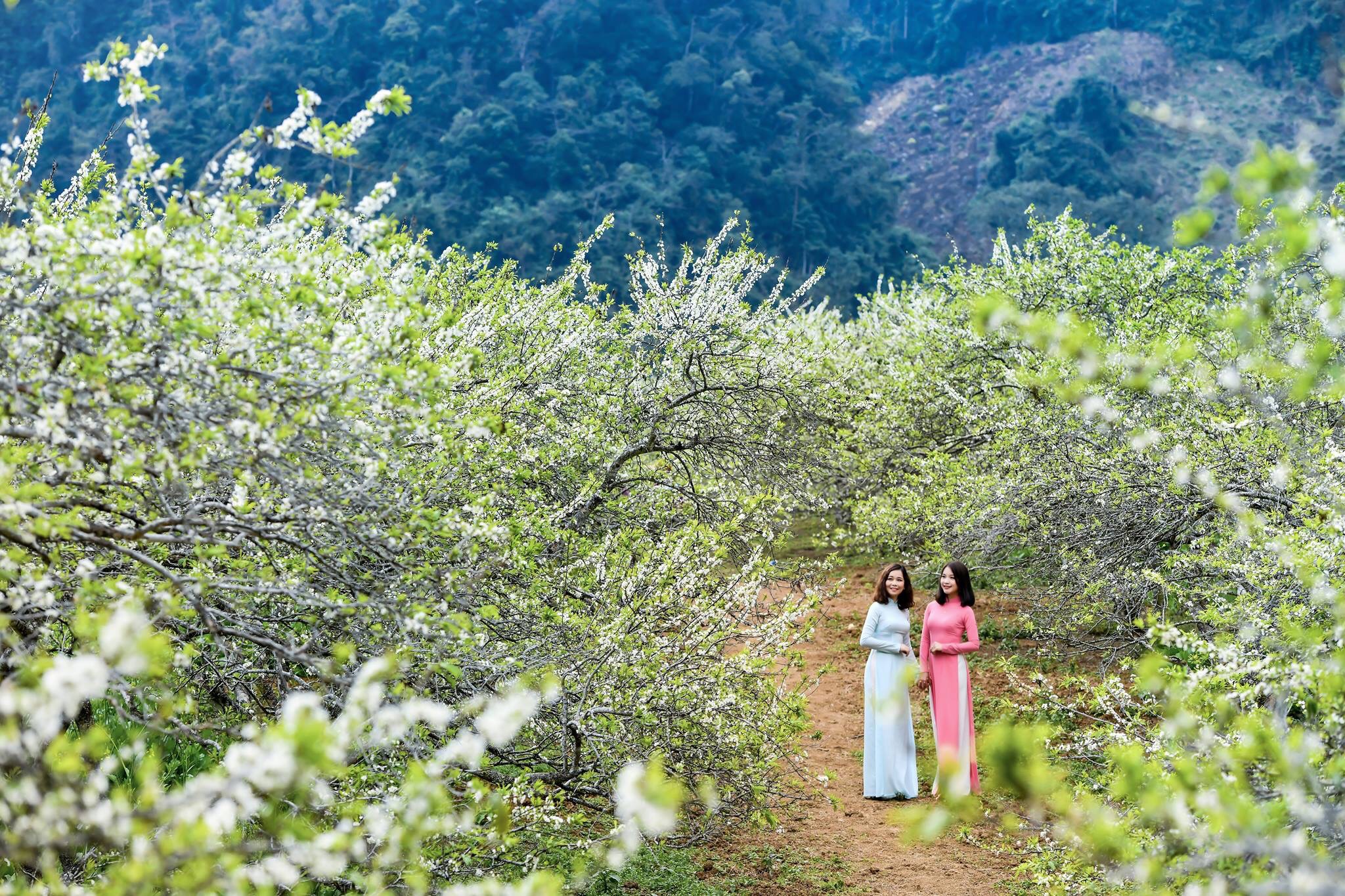 Quyến rũ mùa hoa mận Quyến rũ mùa hoa mận