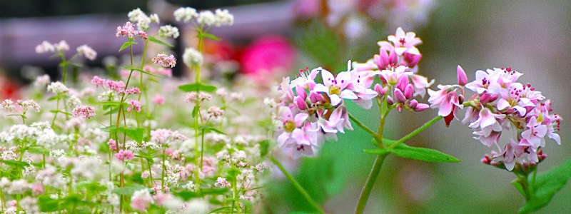 Hoa Tam Giác Mạch