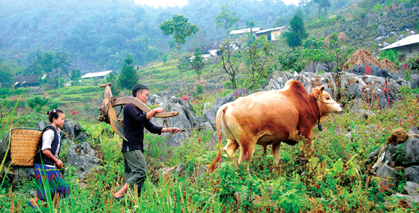 Có Một Hà Giang Bình Yên Người Ta Sống Thanh Bình Ở Đó - Ảnh 14 Có Một Hà Giang Bình Yên Người Ta Sống Thanh Bình Ở Đó - Ảnh 14