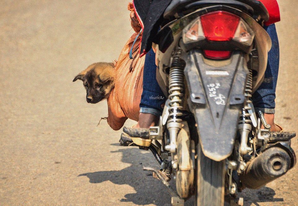 Có Một Hà Giang Của Mùa Xuân Sang Đẹp Như Thế - Ảnh 5 Có Một Hà Giang Của Mùa Xuân Sang Đẹp Như Thế - Ảnh 5