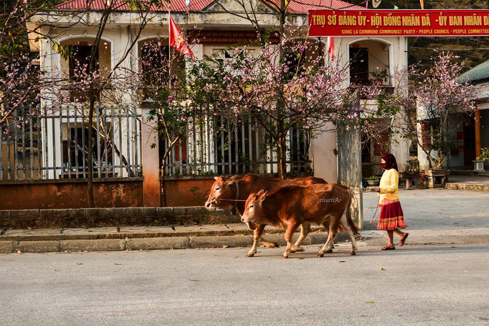 Có Một Hà Giang Của Mùa Xuân Sang Đẹp Như Thế - Ảnh 6 Có Một Hà Giang Của Mùa Xuân Sang Đẹp Như Thế - Ảnh 6