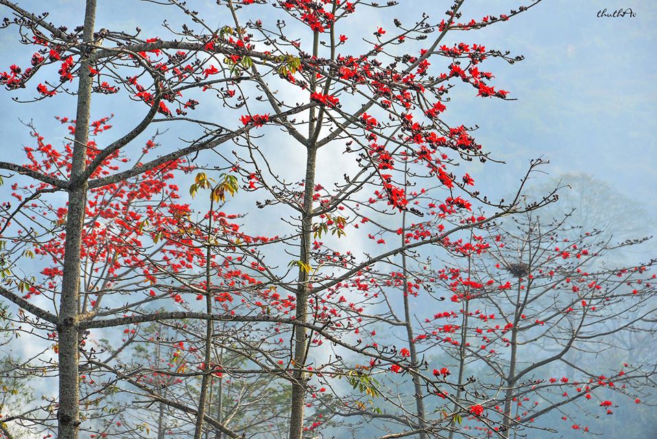 Có Một Hà Giang Của Mùa Xuân Sang Đẹp Như Thế - Ảnh 12 Có Một Hà Giang Của Mùa Xuân Sang Đẹp Như Thế - Ảnh 12