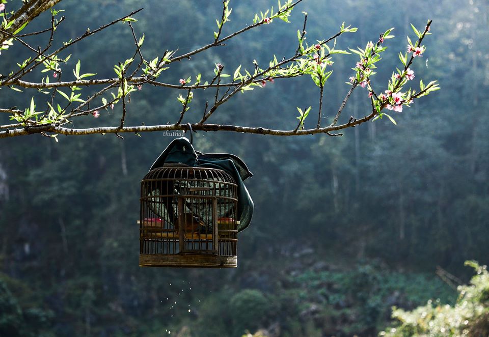 Có Một Hà Giang Của Mùa Xuân Sang Đẹp Như Thế - Ảnh 8 Có Một Hà Giang Của Mùa Xuân Sang Đẹp Như Thế - Ảnh 8