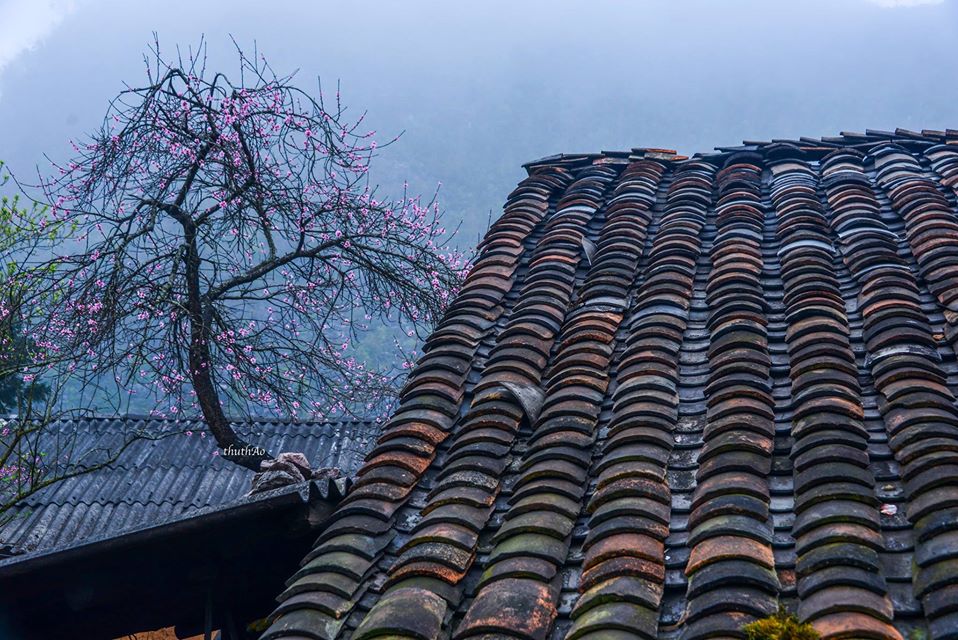 Có Một Hà Giang Của Mùa Xuân Sang Đẹp Như Thế - Ảnh 10 Có Một Hà Giang Của Mùa Xuân Sang Đẹp Như Thế - Ảnh 10