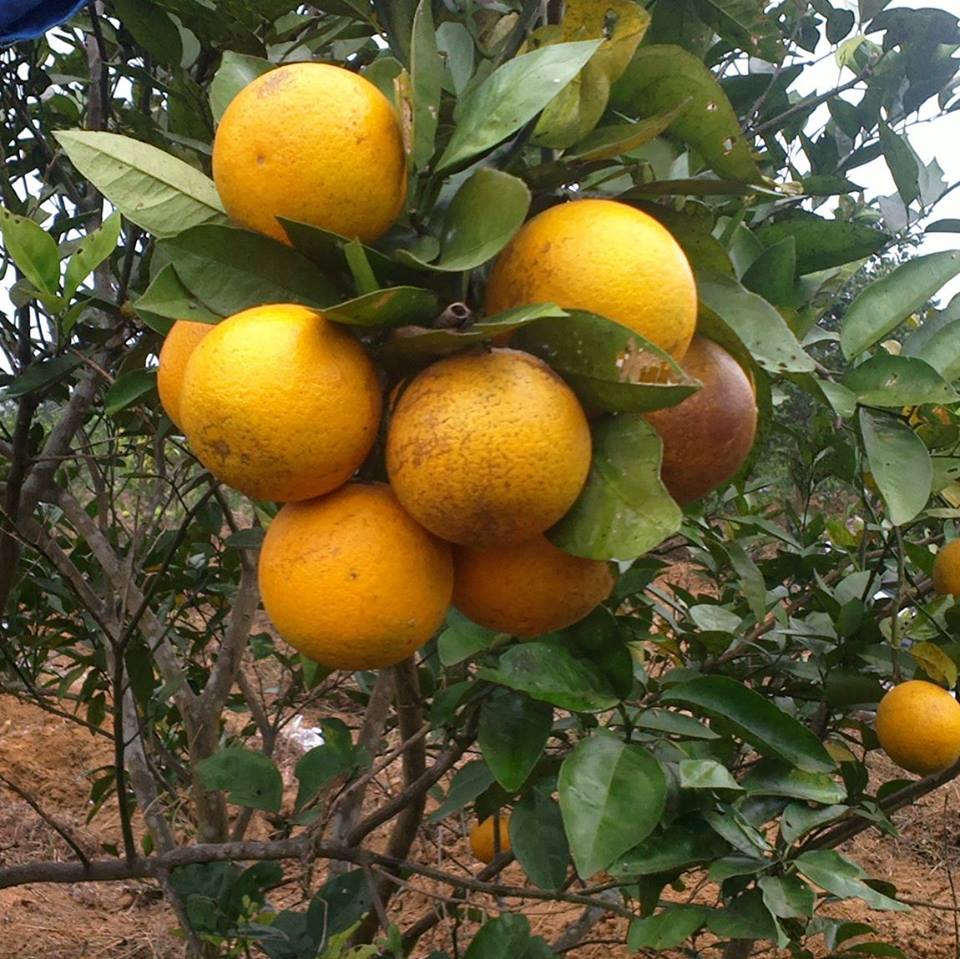 Cam Bắc Quang Cam Bắc Quang