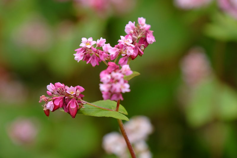 Ẩm thực khó cưỡng Ẩm thực khó cưỡng