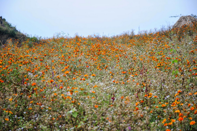 HOANG DẠI CÙNG CÁNH CÚC CAM - Ảnh 1