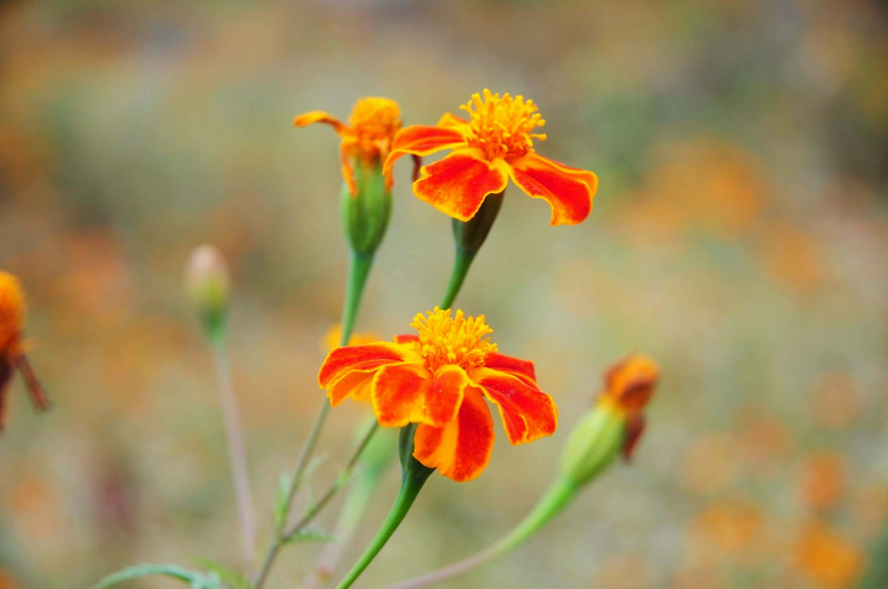 HOANG DẠI CÙNG CÁNH CÚC CAM - Ảnh 2