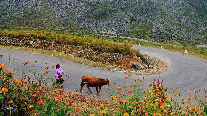 HÀ GIANG THÁNG 10: HOANG DẠI CÙNG CÁNH CÚC CAM - Ảnh 5