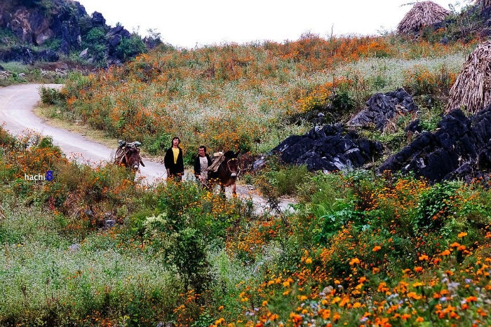 Những Mùa Hoa Tháng 10 Hà Giang - Ảnh 1