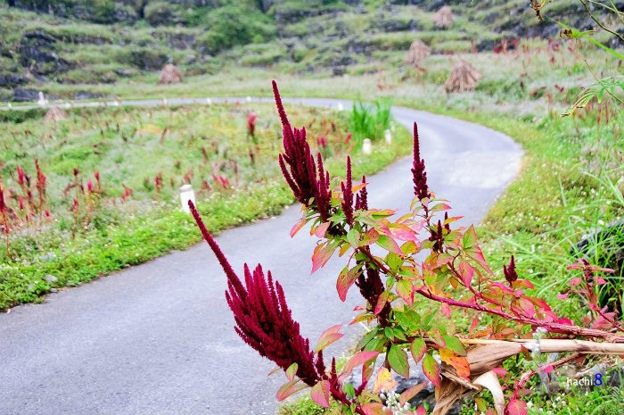 HÀ GIANG THÁNG 10: TÍA ĐỎ MÀU HOA DỀN - Ảnh 2