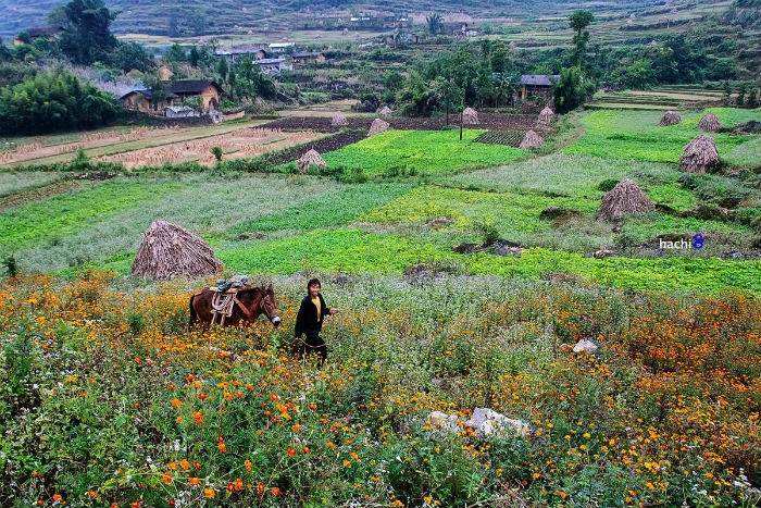 HÀ GIANG THÁNG 10: HOANG DẠI CÙNG CÁNH CÚC CAM - Ảnh 4