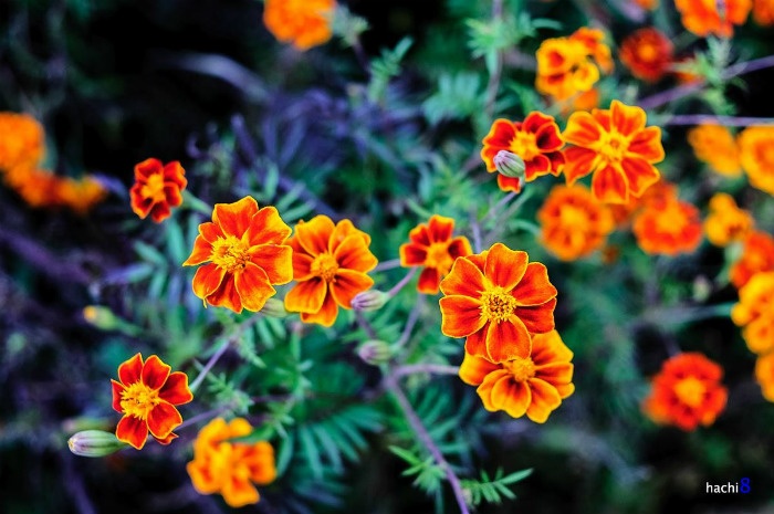 HÀ GIANG THÁNG 10: HOANG DẠI CÙNG CÁNH CÚC CAM - Ảnh 2