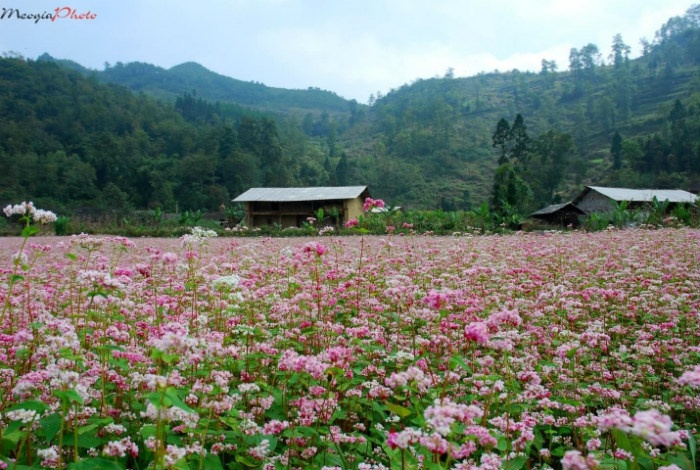 HÀ GIANG THÁNG 10: NGỌT NGÀO MÀU TAM GIÁC MẠCH - Ảnh 1