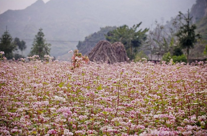 Những Mùa Hoa Tháng 10 Hà Giang - Ảnh 2