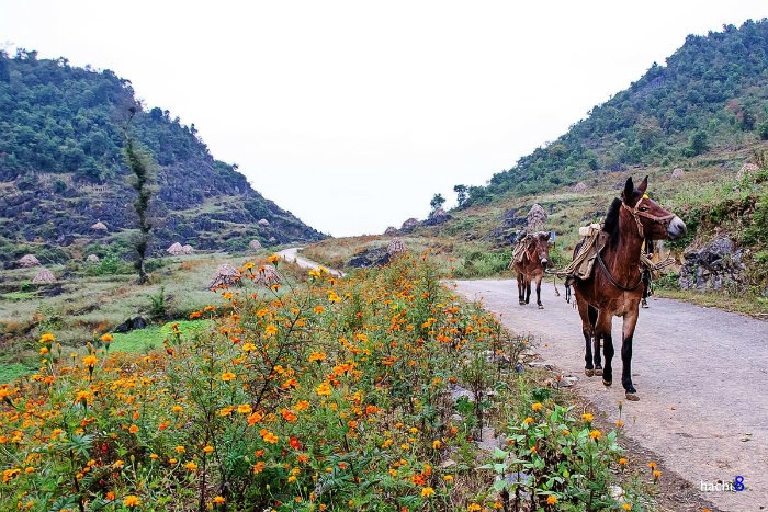 HÀ GIANG THÁNG 10: HOANG DẠI CÙNG CÁNH CÚC CAM - Ảnh 3