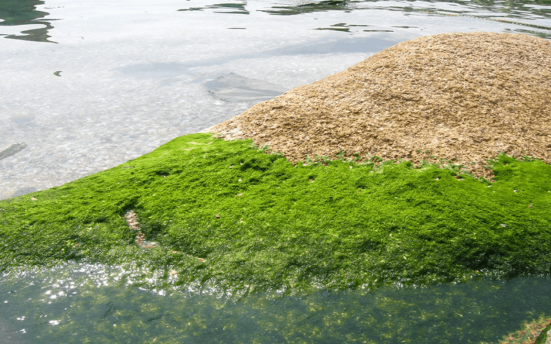 Rêu Mọc Trên Đá - Đặc Sản Trời Ban Của Người Hà Giang - Ảnh 3