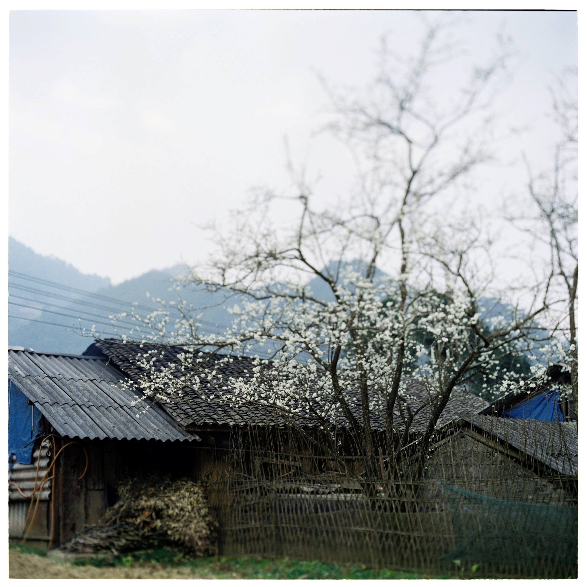 Sắc Xuân Bất Tận Trên Cao Nguyên Đá Hà Giang - Ảnh 9