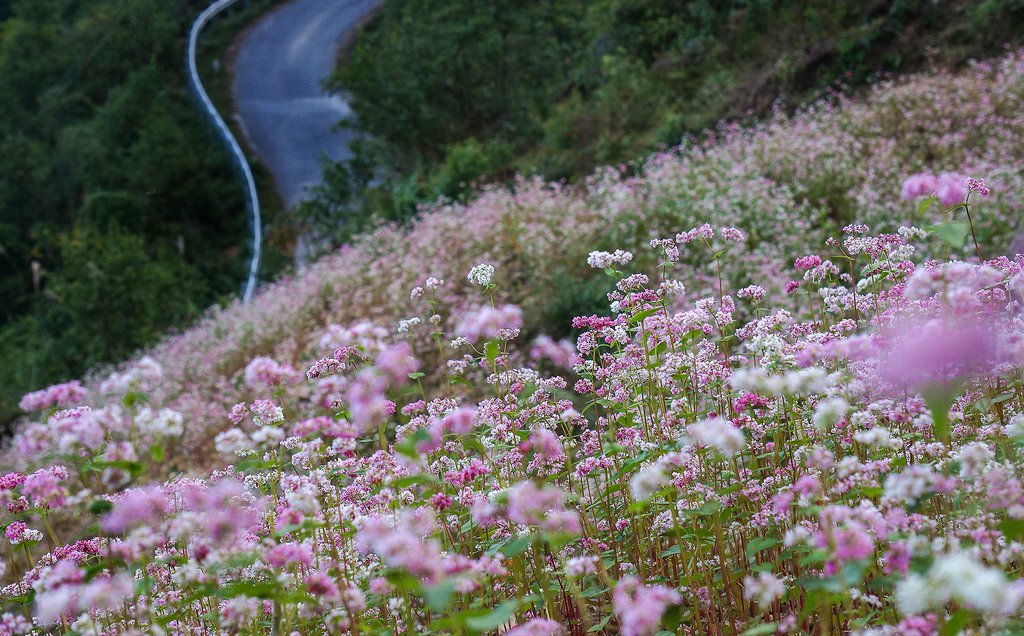 Tháng 10 Rủ Nhau Vi Vu Hà Giang Ngắm Hoa Tam Giác Mạch - Ảnh 8 Tháng 10 Rủ Nhau Vi Vu Hà Giang Ngắm Hoa Tam Giác Mạch - Ảnh 8