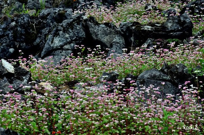 Tháng 10 Rủ Nhau Vi Vu Hà Giang Ngắm Hoa Tam Giác Mạch - Ảnh 2 Tháng 10 Rủ Nhau Vi Vu Hà Giang Ngắm Hoa Tam Giác Mạch - Ảnh 2
