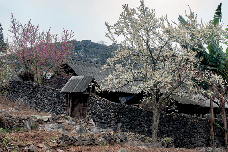 SỐNG TRONG ĐÁ CHẾT NẰM TRONG ĐÁ - Ảnh 1