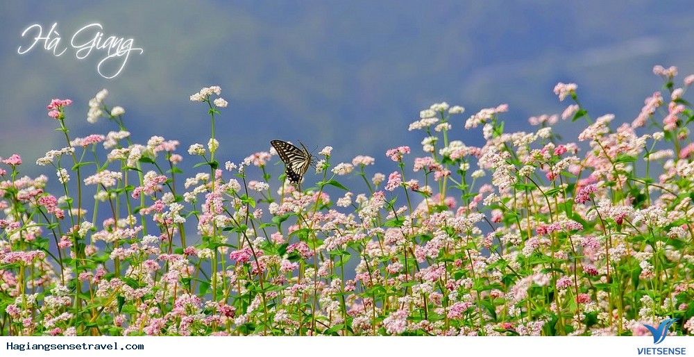 hoa tam giác mạch hà giang hoa tam giác mạch hà giang