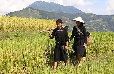 6 Công Đoạn Làm Cốm Của Người La Chí Ở Hà Giang 6 Công Đoạn Làm Cốm Của Người La Chí Ở Hà Giang