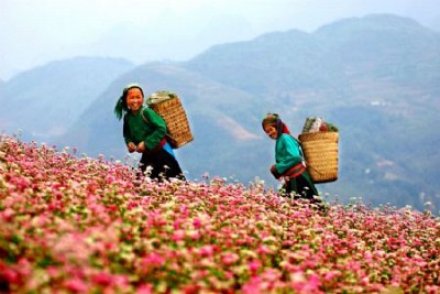 Các Điểm Du Lịch Hà Giang Hấp Dẫn ( P4 ) Các Điểm Du Lịch Hà Giang Hấp Dẫn ( P4 )