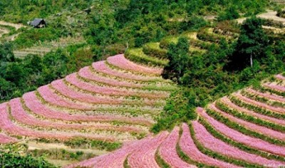 Các Điểm Du Lịch Hà Giang Hấp Dẫn ( P5 ) Các Điểm Du Lịch Hà Giang Hấp Dẫn ( P5 )