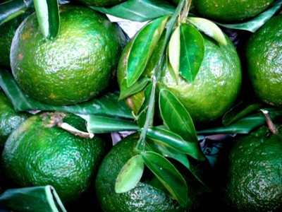 Đặc Sản Cam Sành Bắc Quang Đặc Sản Cam Sành Bắc Quang