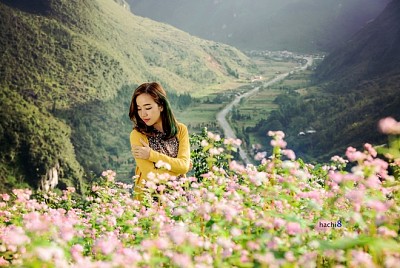 Đi Hà Giang Mùa Hoa Tam Giác Mạch Nên Check-in Ở Đâu Là Đẹp Nhất? Đi Hà Giang Mùa Hoa Tam Giác Mạch Nên Check-in Ở Đâu Là Đẹp Nhất?