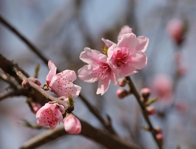 Đồng Văn Vào Mùa Hoa Đào Đồng Văn Vào Mùa Hoa Đào