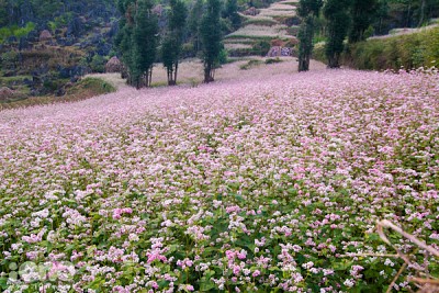 Du Lịch Hà Giang: Đầu Từ Trồng Hoa Tam Giác Mạch Để Phát Triển Du Lịch Du Lịch Hà Giang: Đầu Từ Trồng Hoa Tam Giác Mạch Để Phát Triển Du Lịch