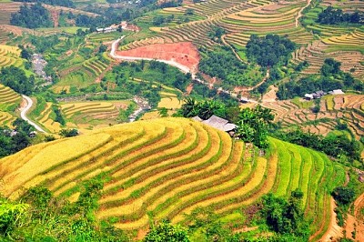 Du Lịch Hà Giang: Mùa Thu Ngắm Lá Vàng Trên Đỉnh Hoàng Su Phì Du Lịch Hà Giang: Mùa Thu Ngắm Lá Vàng Trên Đỉnh Hoàng Su Phì