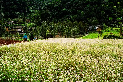 Du Lịch Hà Giang Và 9 Trải Nghiệm Thú Vị Du Lịch Hà Giang Và 9 Trải Nghiệm Thú Vị