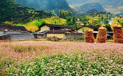 Du lịch thung lũng Sủng Là Hà Giang Du lịch thung lũng Sủng Là Hà Giang