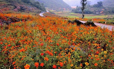 Hà Giang Mùa Hoa Cúc Dại Đẹp Lạ Thường Trên Cao Nguyên Đá Hà Giang Mùa Hoa Cúc Dại Đẹp Lạ Thường Trên Cao Nguyên Đá