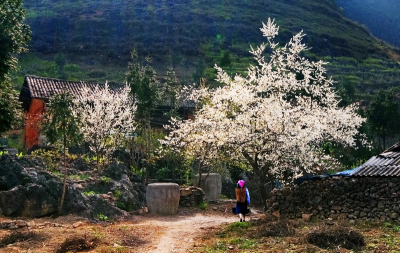 Hà Giang say đắm những mùa hoa Hà Giang say đắm những mùa hoa