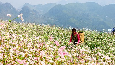 Hà Giang Sẽ Tổ Chức Lễ Hội Hoa Tam Giác Mạch Vào Tháng 10 Hà Giang Sẽ Tổ Chức Lễ Hội Hoa Tam Giác Mạch Vào Tháng 10