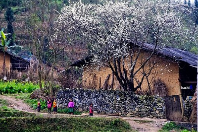 Hoa Nở Rực Trên Miền Đá Hà Giang Những Ngày Xuân Về Hoa Nở Rực Trên Miền Đá Hà Giang Những Ngày Xuân Về