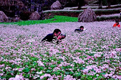 Hoa Tam Giác Mạch Hà Giang Hoa Tam Giác Mạch Hà Giang