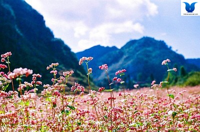hoa tam giác mạch ở Hà Giang Những cái tên làm nên “thương hiệu” hoa tam giác mạch ở Hà Giang Những cái tên làm nên “thương hiệu”
