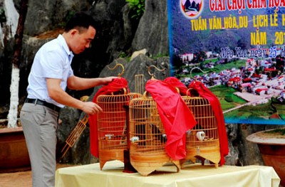 Huyện Mèo Vạc Tổ Chức Hội Thi Chọi Chim Họa Mi Huyện Mèo Vạc Tổ Chức Hội Thi Chọi Chim Họa Mi