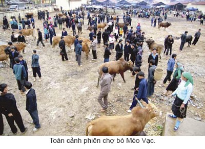 Khám Phá Phiên Chợ Bò Mèo Vạc - Hà Giang Khám Phá Phiên Chợ Bò Mèo Vạc - Hà Giang
