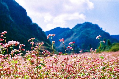 Kinh Nghiệm Du Lịch Hà Giang Mùa Hoa Tam Giác Mạch Kinh Nghiệm Du Lịch Hà Giang Mùa Hoa Tam Giác Mạch