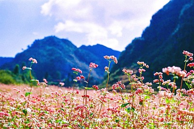 Kinh Nghiệm Du Lịch Hà Giang Vào Mùa Hoa Tam Giác Mạch Kinh Nghiệm Du Lịch Hà Giang Vào Mùa Hoa Tam Giác Mạch