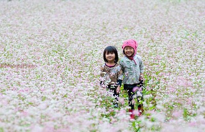 Lễ Hội Hoa Tam Giác Mạch Hà Giang 2015 Lễ Hội Hoa Tam Giác Mạch Hà Giang 2015